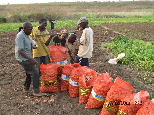 Mbanza-Ngungu : deux nouvelles variétés de pomme de terre révolutionnent le rendement des maraîchères