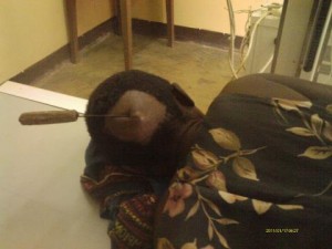 Femme violentée à Seke-Banza/Photo Dédé Kinkela