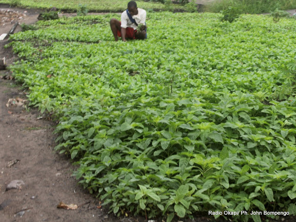 Mbanza-Ngungu : des engins agricoles pour faciliter la production