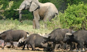 Buffles et éléphant dans le parc de Virunga/radiookapi