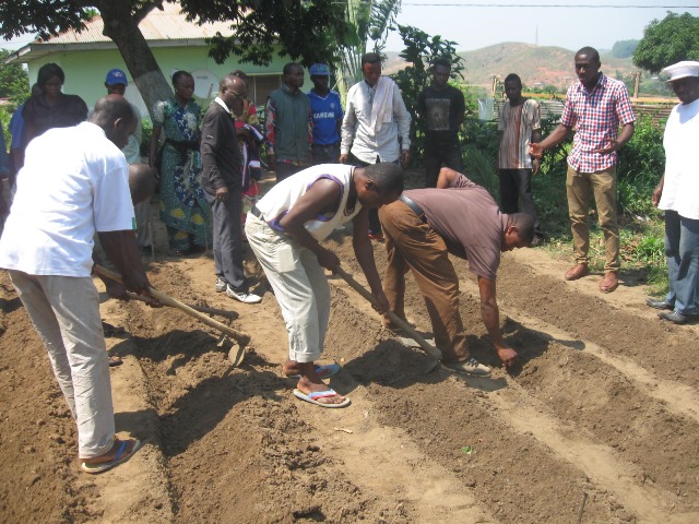 Mbanza-Ngungu : l’éducation des élèves unit enseignants et parents autour de la pomme de terre
