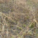 RDC-Angola:112 Congolais expulsés par Yema