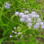 Gestion intégrée des plantes envahissantes:plaidoyer pour une Gestion Intégrée de Chromolaena odorata : Enjeux Écologiques, Pastoraux, Socio-Économiques et Agronomiques par l&rsquo;Ir.Agroenvironnementaliste Christian PULULU NSINGI